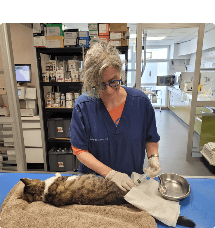 Consultation vétérinaire chat
