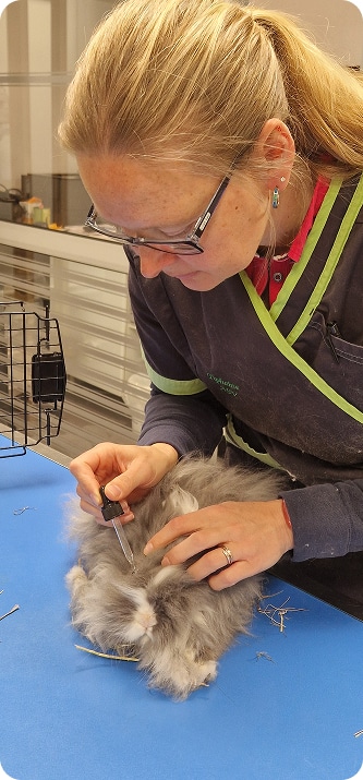 Services Animaux de compagnie